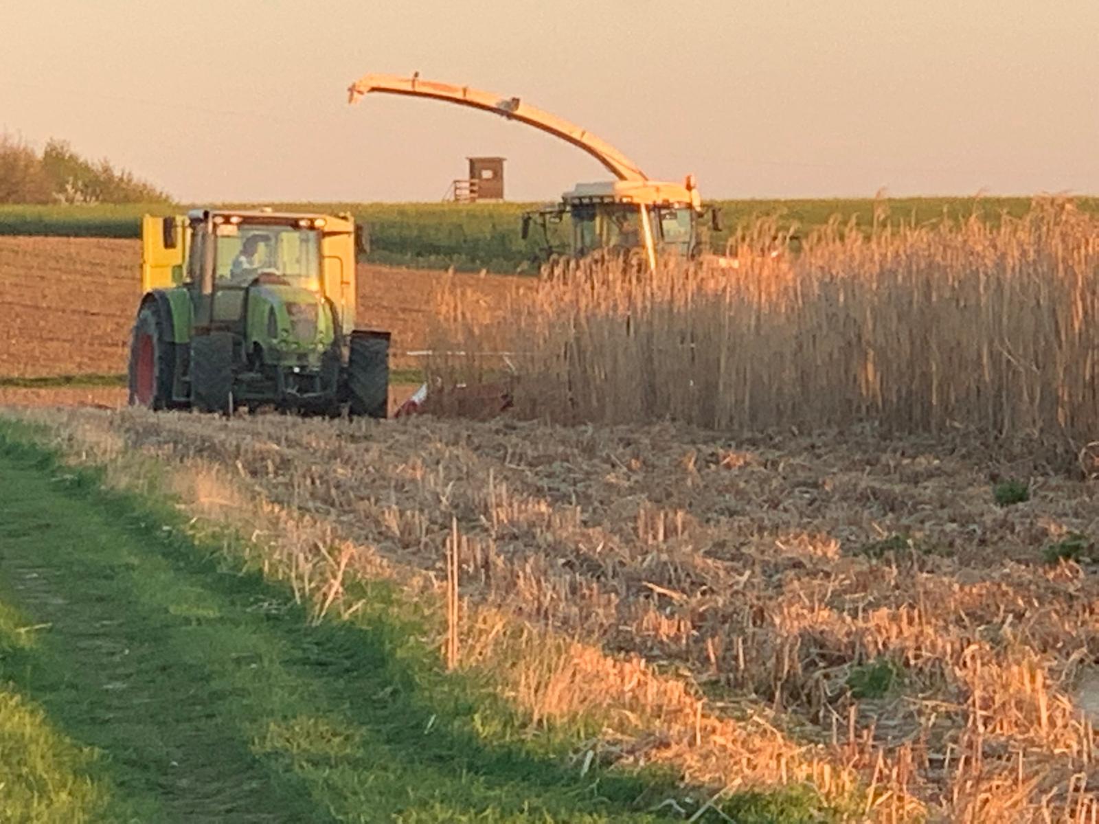 Miscanthus für Leichtbau und Dämmung