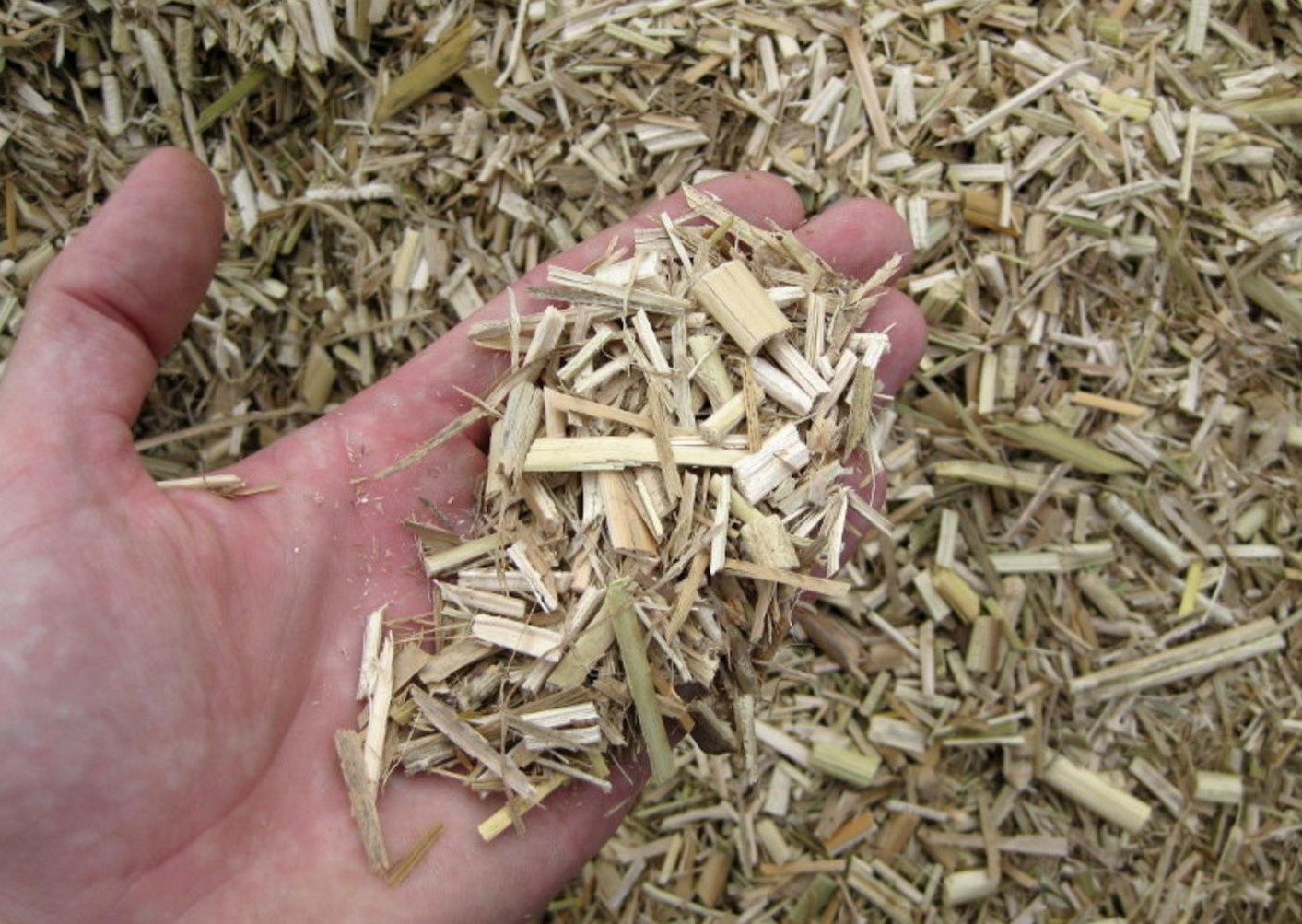 Feiner Miscanthus