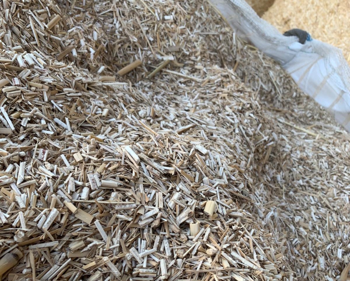 Grober Miscanthus