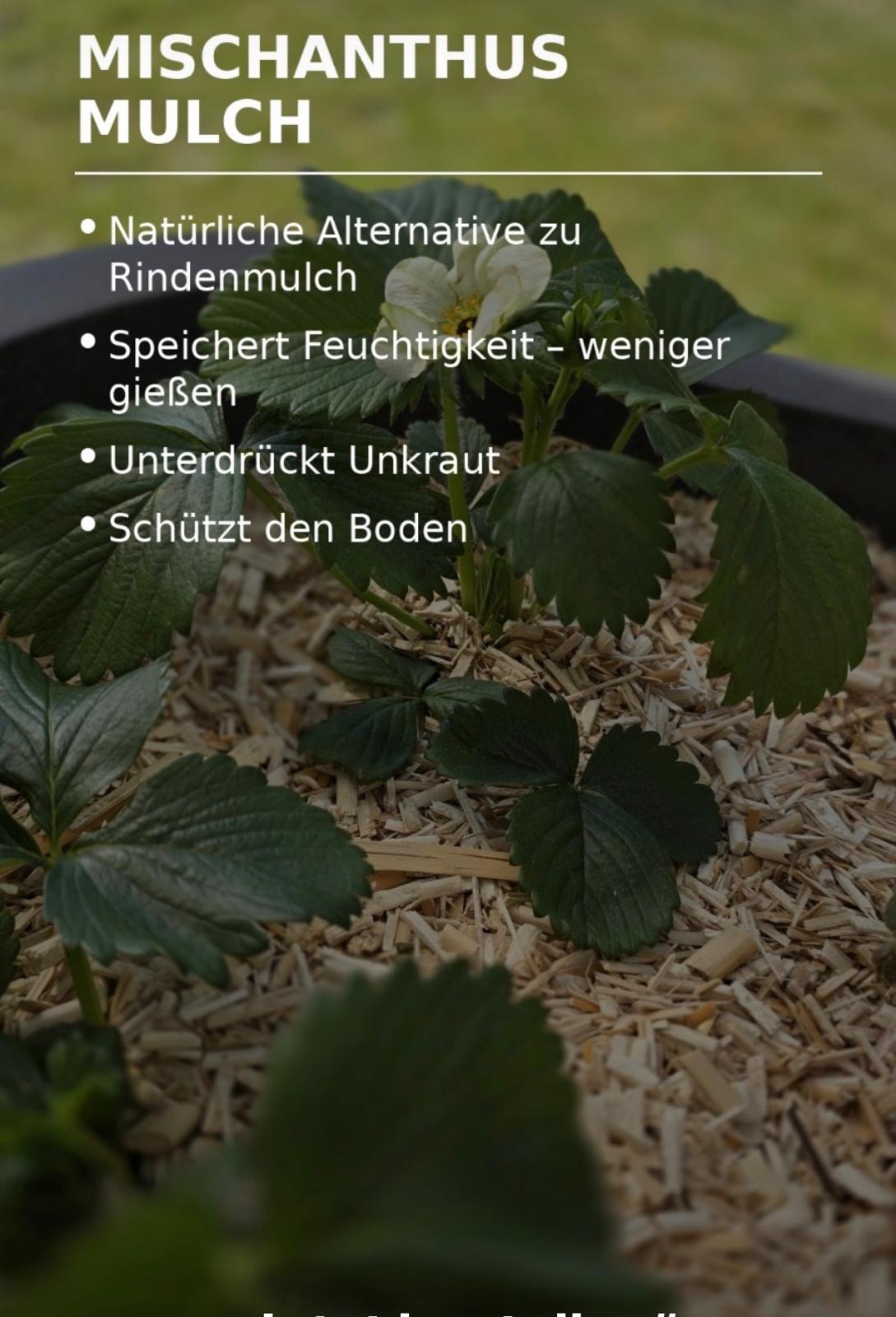 Informationsbild zu Miscanthus Mulch und Vorteilen