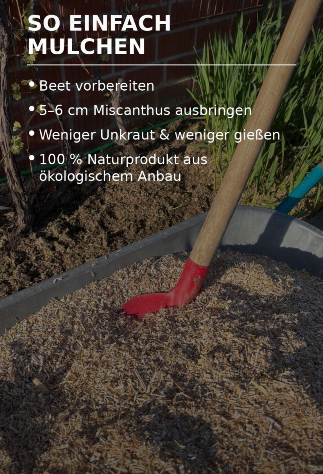 Informationsbild zur Anwendung von Miscanthus im Beet